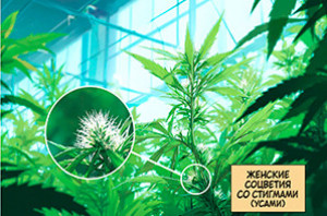 как гровить советы начинающим