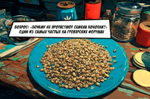 Причины не проросших семян марихуаны