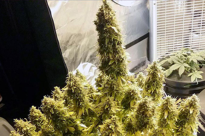 Как вырастить сорт марихуаны + Speed Auto Выращивание семян конопли + Speed Auto (Sweet Seeds)