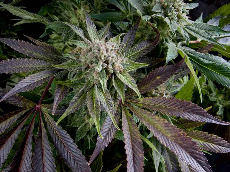 Быстрый сорт Blue Pyramid fem Blue Pyramid fem (Pyramid Seeds)