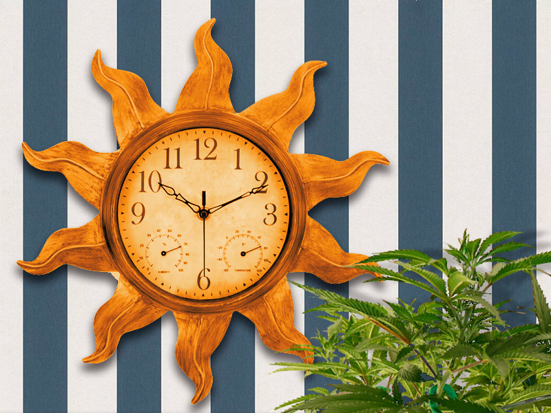 24 часа на свету и 7 часов в темноте для быстрого грова 24 часа света и 7 часов ночи для быстрого выращивания каннабиса