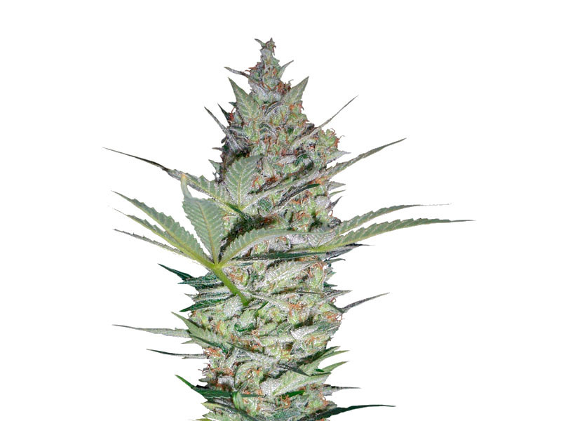 Сорт AK-47 fem (Serious Seeds) AK-47 fem (Serious Seeds)