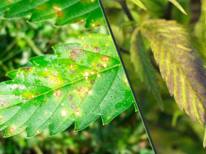 Проблемы с питательными веществами Недостаток и избыток питательных веществ