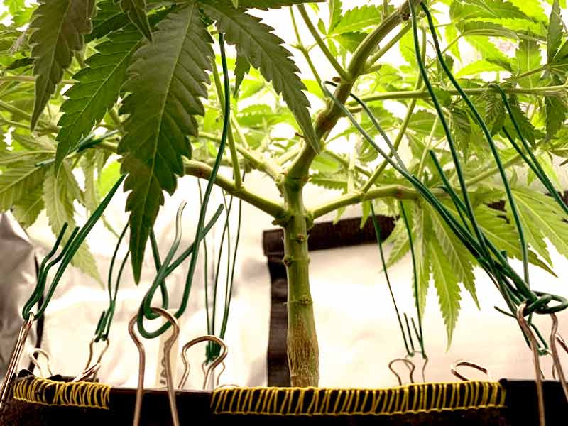 Низко-стрессовый метод LST после топпинга низко-стрессовый метод LST