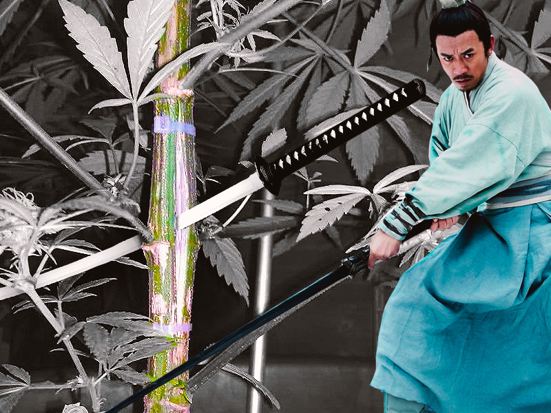 Расщепление стебля у марихуаны для увеличения трихом Расщепление стебля перед харвестом - стрессовый метод по увеличению трихом конопли