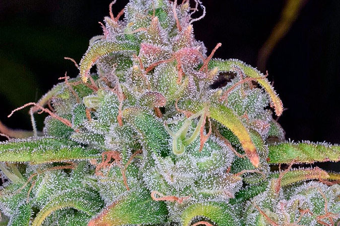 Гибрид Сативы и Индики StarRyder auto Урожайный сорт конопли StarRyder auto