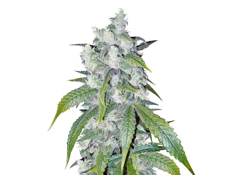 Afghan Kush от сидбанка «Семяныч» Afghan Kush fem