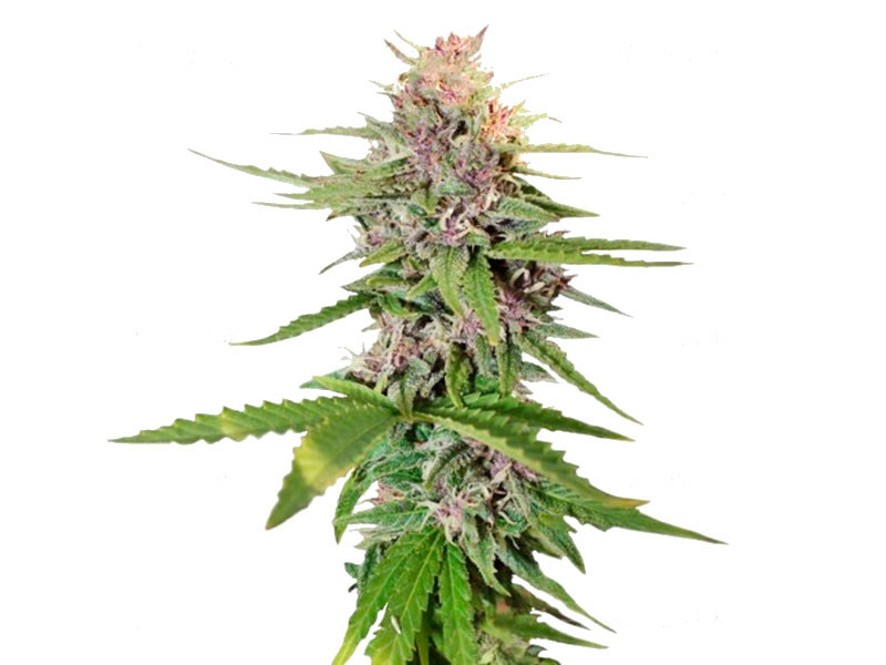 Сорт Hollands Hope fem (Dutch Passion) Hollands Hope fem (Dutch Passion)