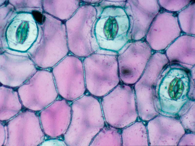 Стомы под микроскопом Устьица у каннабиса