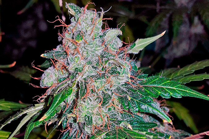 Автоцветущий сорт конопли Auto White Widow (Pyramid Seeds) Сорт марихуаны Auto White Widow (Pyramid Seeds)