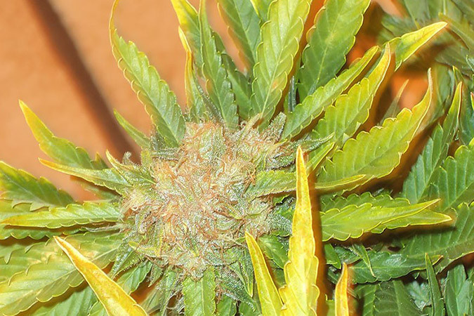 Автоцветущий сорт конопли Lowryder #2 auto Сорт марихуаны Lowryder #2 auto