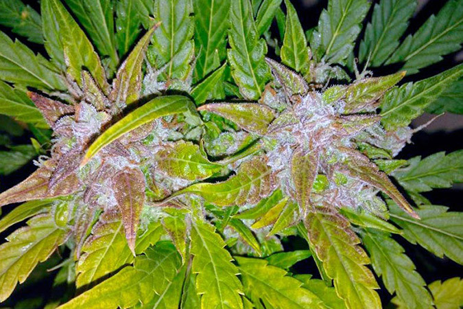 Как вырастить сорт марихуаны lack Jack Auto Выращивание семян конопли Black Jack Auto