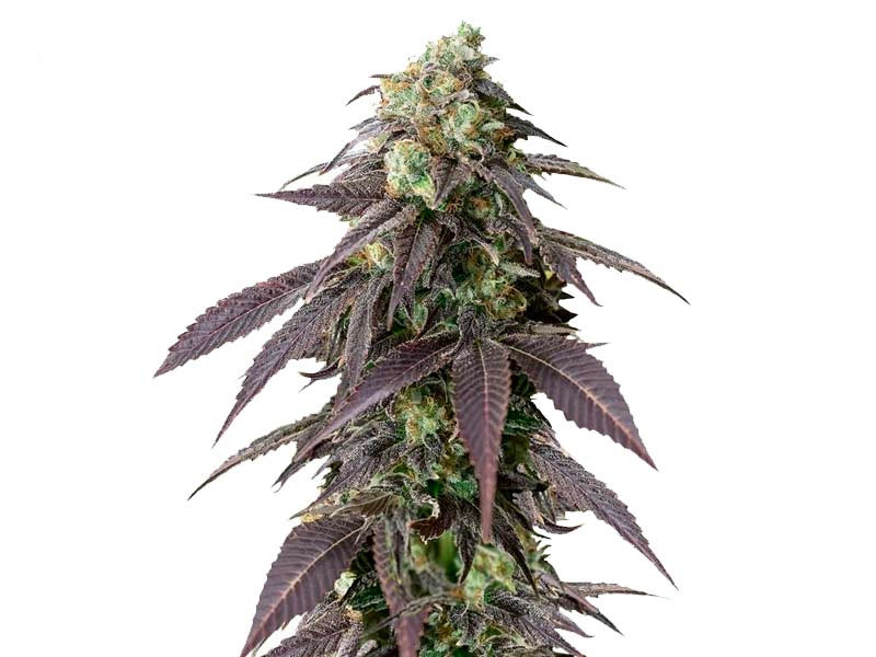 «Сорт 707 Headband fem от «Humboldt Seeds» 707 Headband fem