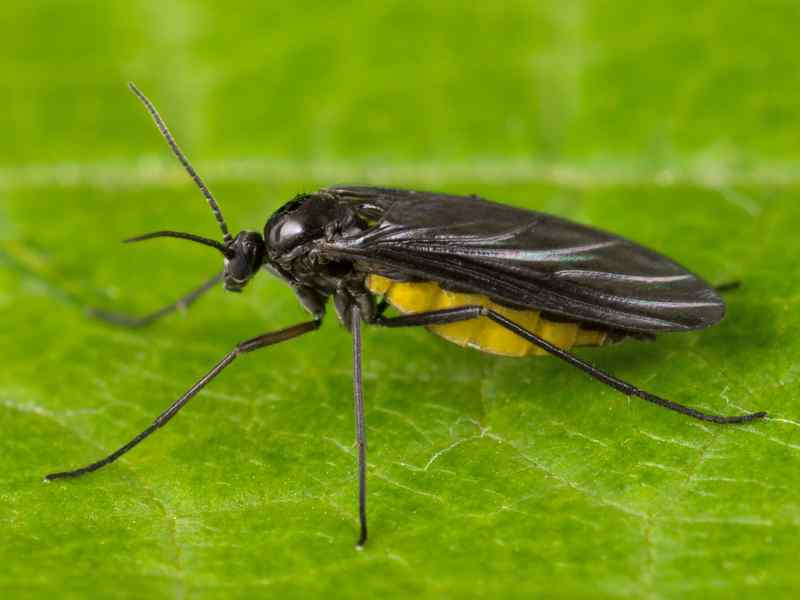 грибной комарик