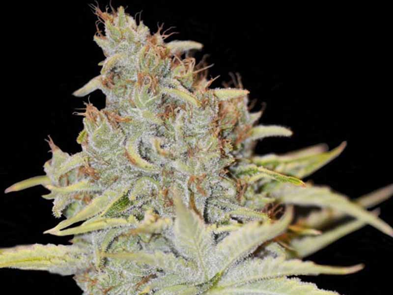 Смолистый сорт Furious Candy сорт Furious candy