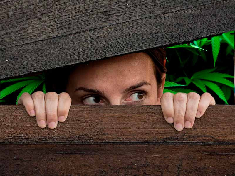 Скрытное выращивание конопли Скрытный гровинг