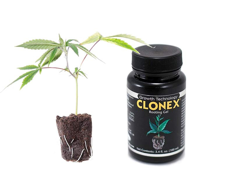 Клон и питательные вещества для него Черенок питание