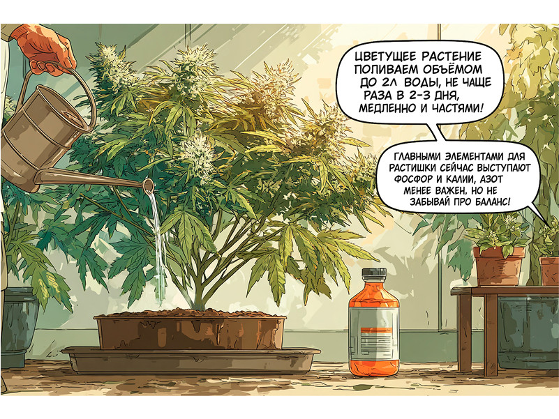 полив конопли