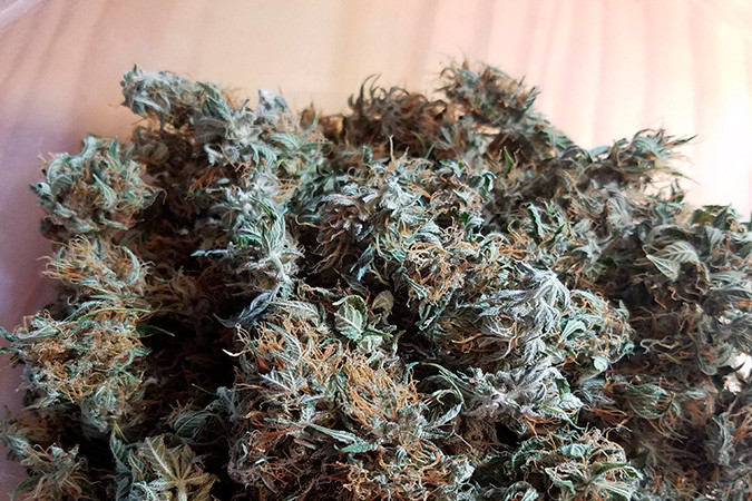 Сладкий и мощный сорт каннабиса Girl Scout Cookies auto Урожайный сорт конопли Girl Scout Cookies auto