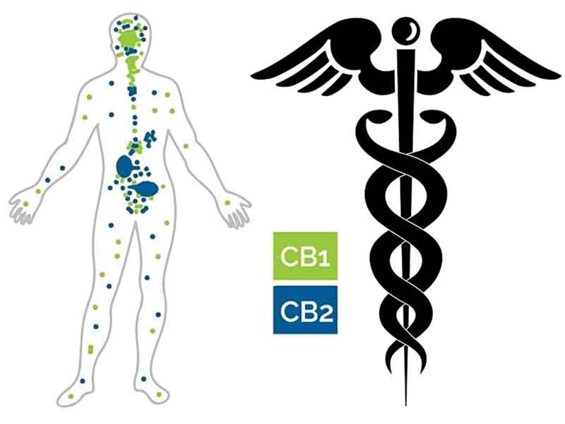 Медицинский каннабис Марихуана лечит