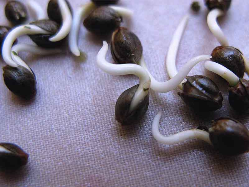 Проращивание семян конопли проращивание семян