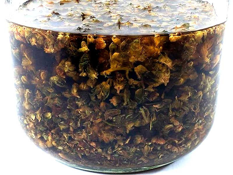 Настойка на конопле в домашних условиях Домашняя настойка на конопле