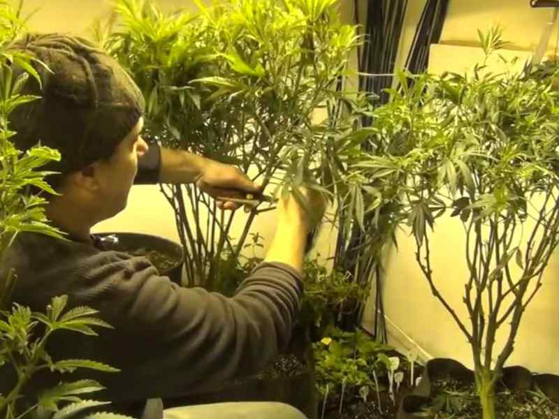 воздушная обрезка корней