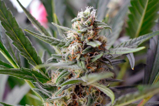 Сладкий и ароматный сорт каннабиса Auto Euforia Хай эффект сорта конопли Auto Euforia