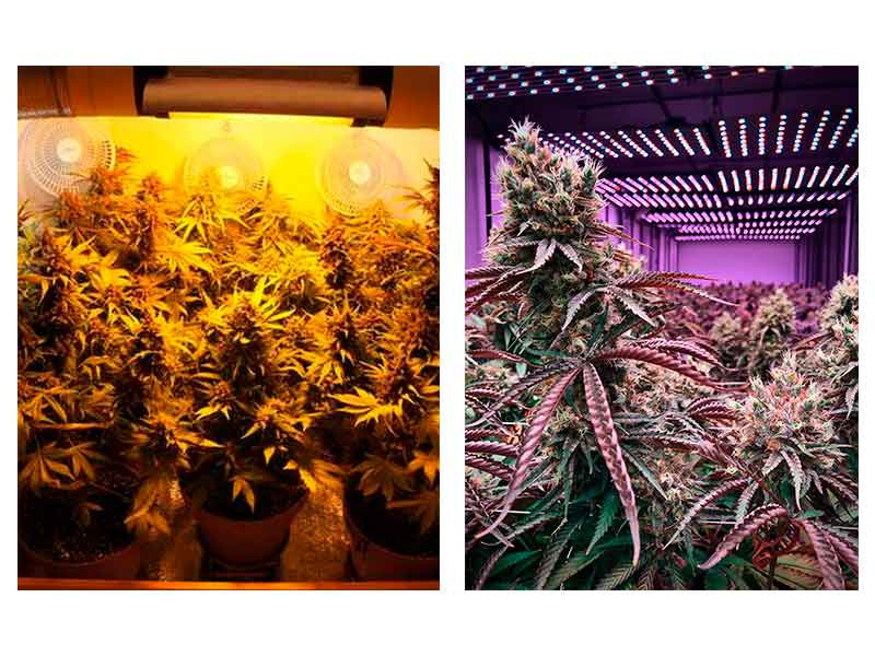 Выращивание конопли на ДНаТ или на LED освещении ДНаТ против LED