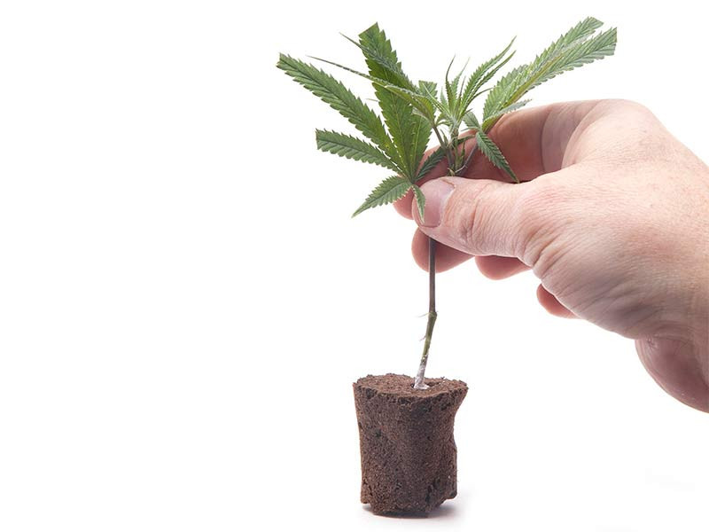 Клон в субстрате после геля для укоренения Клон гель субстрат