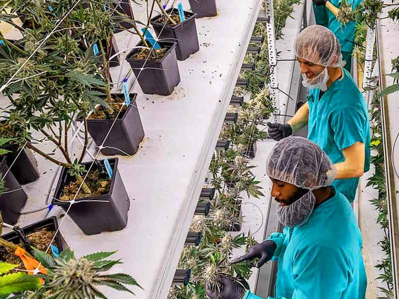 Научный подход в создании гибридов конопли Процесс получения гибридной конопли