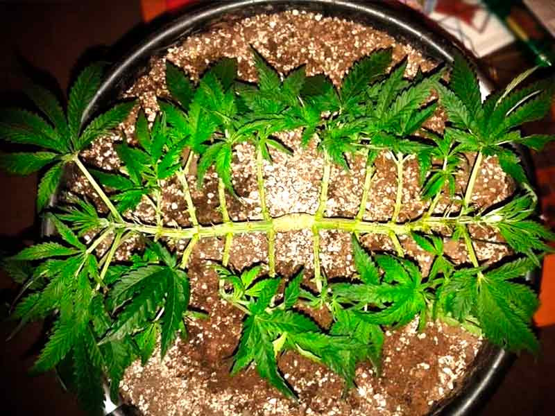 Мейн-Лининг, много боковых побегов Main-Lining