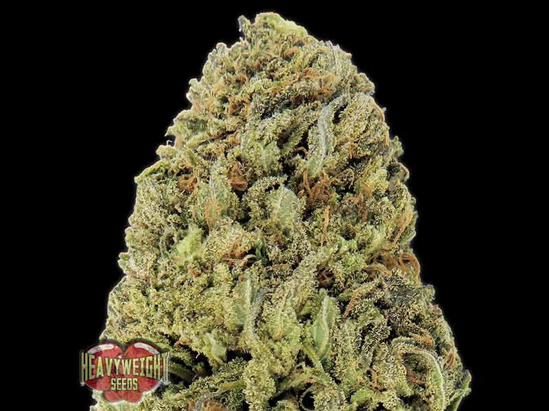 Быстрый сорт Fast & Vast Fast & Vast auto fem (Heavyweight Seeds)