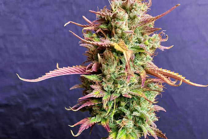 Как вырастить сорт марихуаны Six Shooter auto Выращивание семян конопли Six Shooter auto