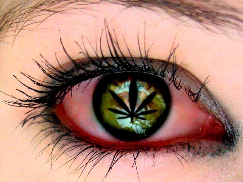 Конопля помогает при глаукоме Конопля против глаукомы