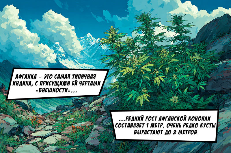 Как узнать афганскую коноплю?